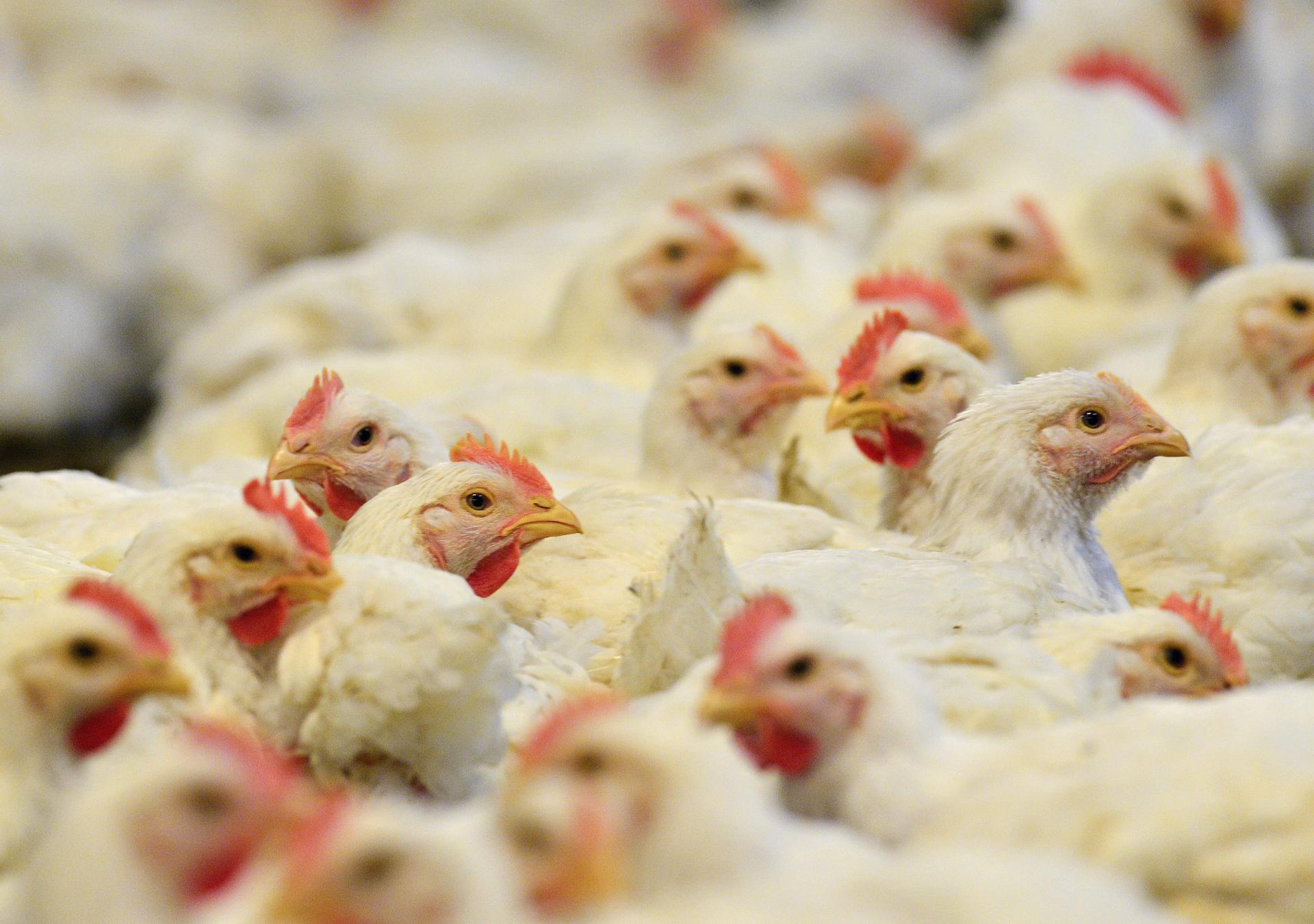 Edición genética podría crear pollos resistentes a la gripe aviar y evitar una pandemia