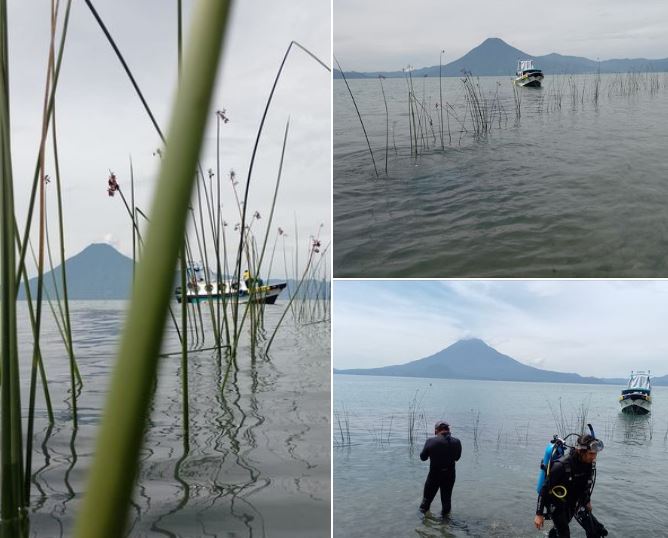 Siembra de tul en el lago de Atitlán contribuirá a preservar la biodiversidad y calidad del agua