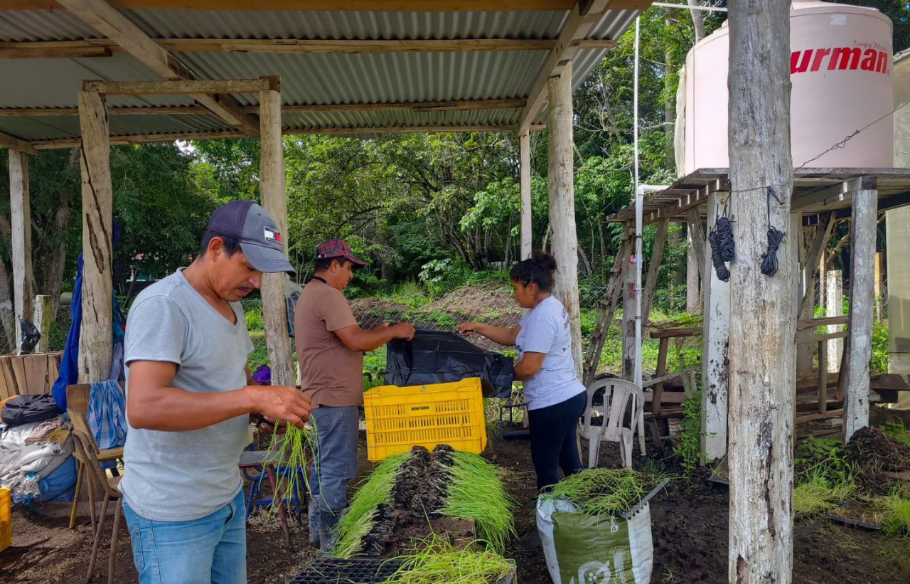 Apoyo del MAGA en producción de cebolla en Petén rinde frutos