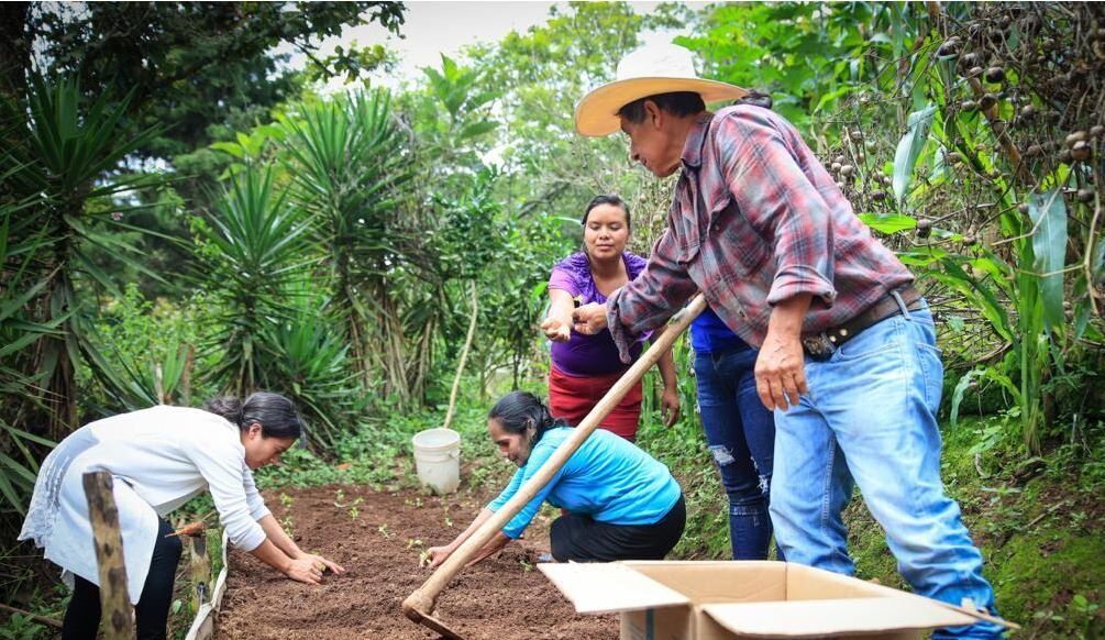 Más de 250 mil guatemaltecos beneficiados con el programa Estipendio Agropecuario