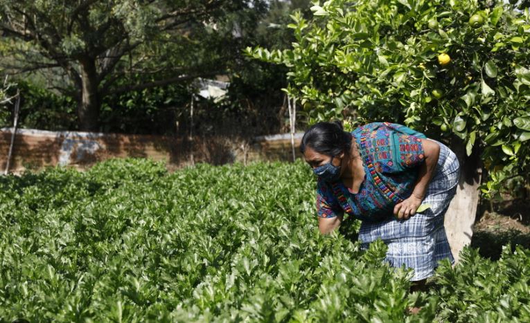 Seguro Agrícola beneficia a más de 40 mil productores de Guatemala