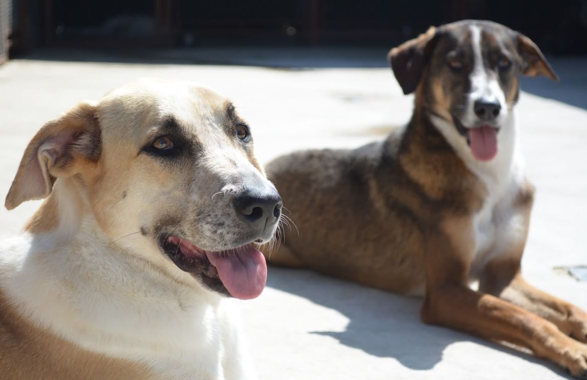 perritos