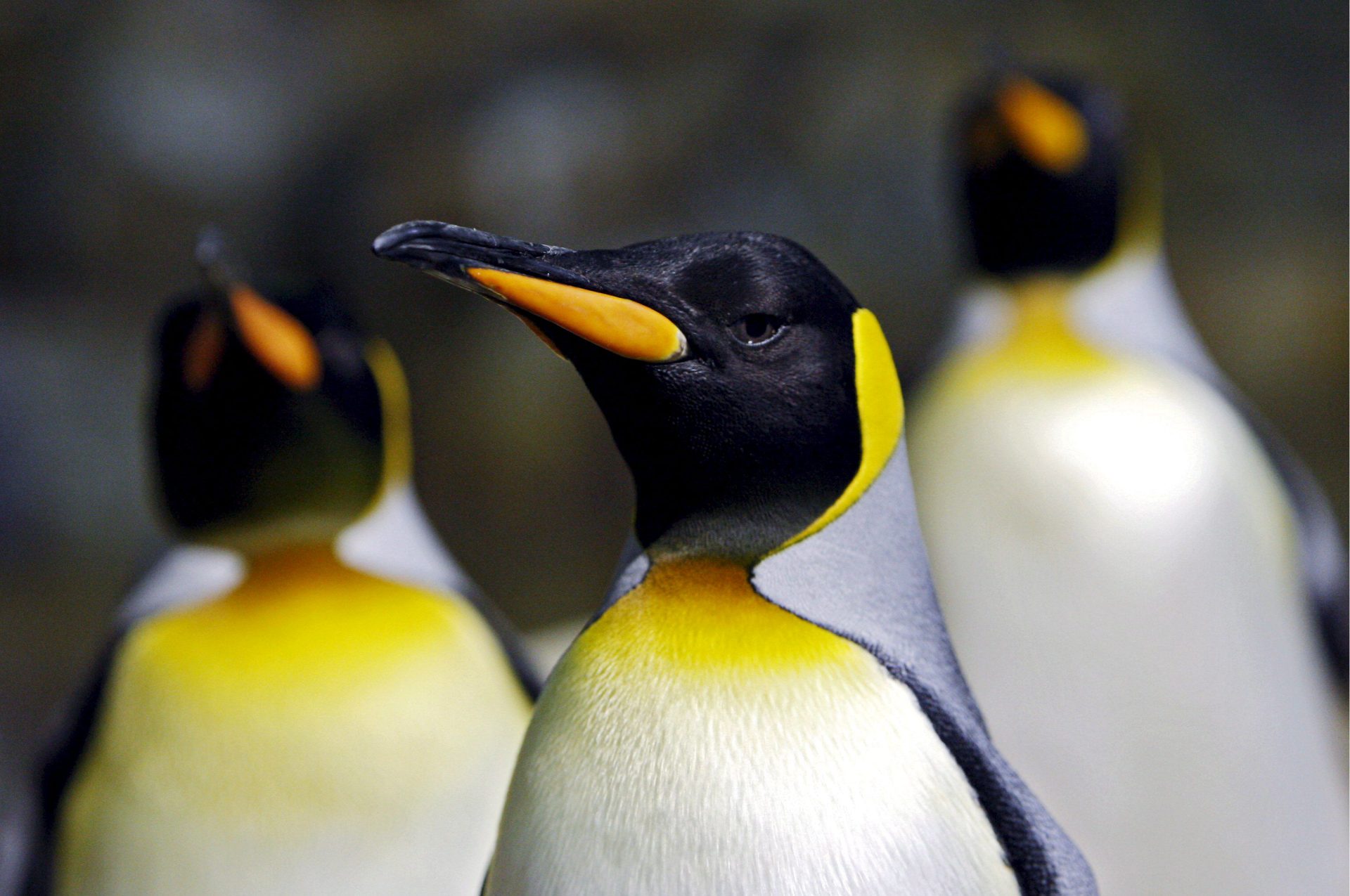 El pingüino emperador es altamente dependiente de las placas de hielo. / Foto: EFE.