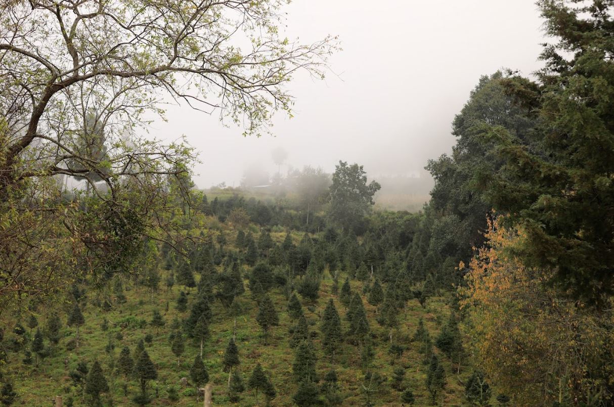 Impulsan la conservación de pinabete en bosques nativos y plantaciones sostenibles