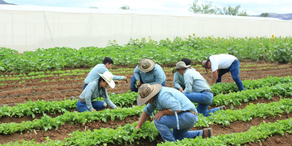Apoyo a la agricultura: 140 mil agricultores beneficiados en 4 años