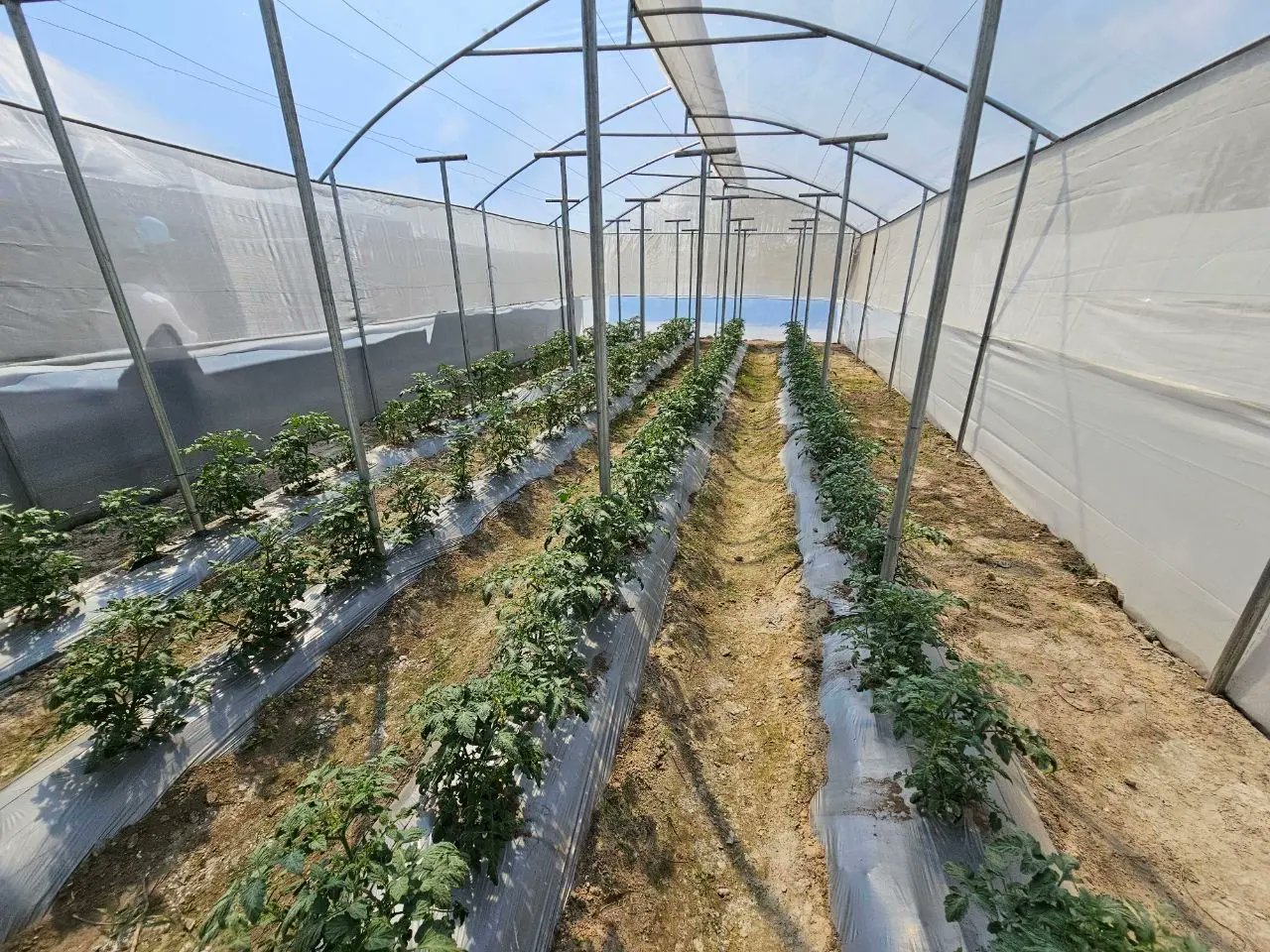 Entregan Escuela Técnica de Campo para la alimentación escolar en San Pedro Pinula, Jalapa