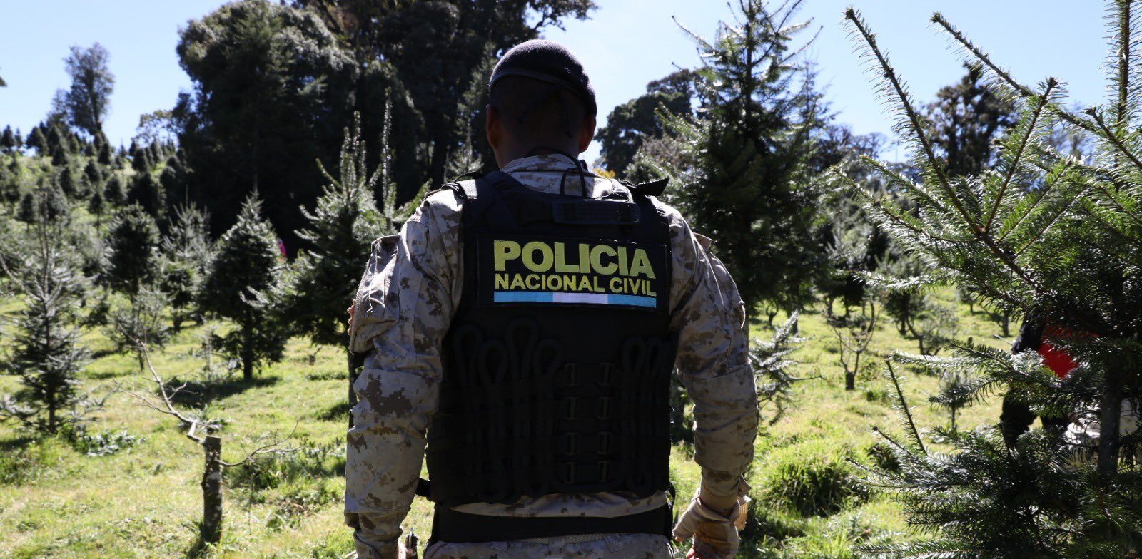 Con estas acciones coordinadas, se anticipa un impacto positivo en la conservación del pinabete. / Foto: PNC.