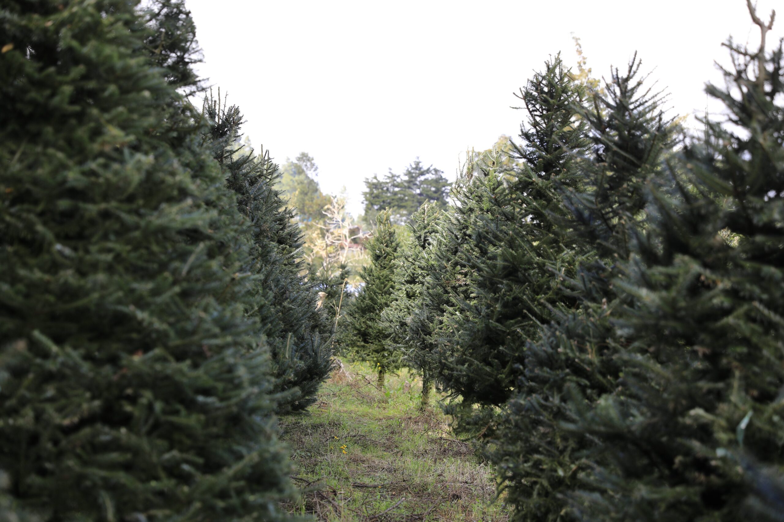 Autoridades recuerdan a la población adquirir productos forestales autorizados