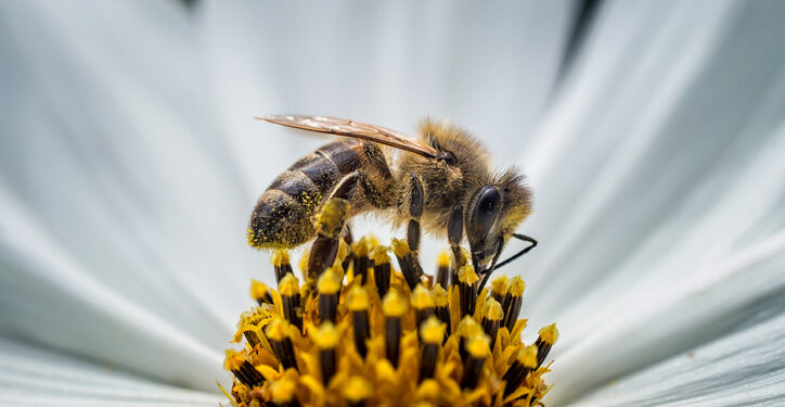 Los insectos más comunes, básicos para la biodiversidad, los que más están desapareciendo