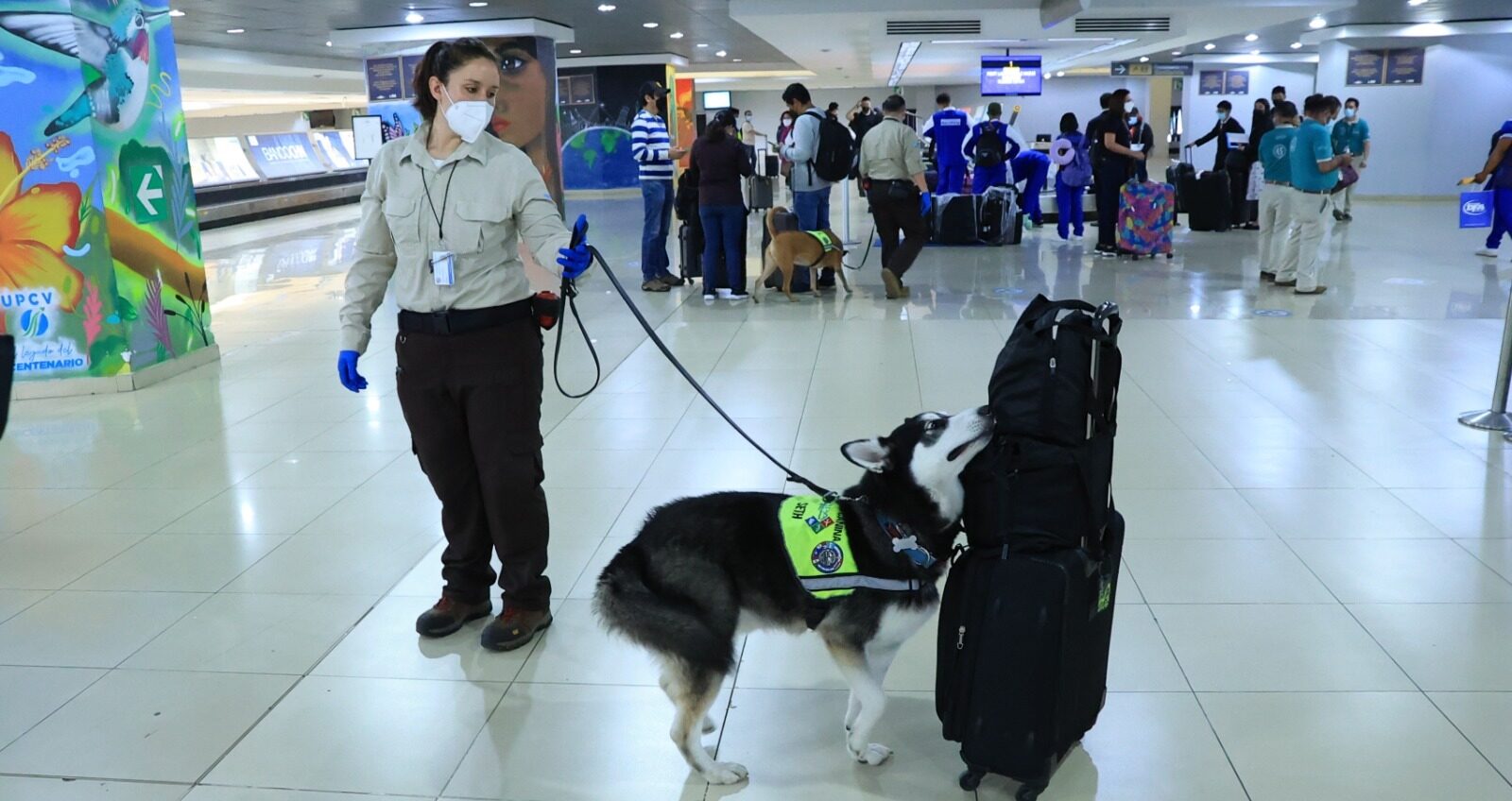 MAGA inspeccionó más de 77 millones de toneladas de productos con equipo canino. / Foto: MAGA.