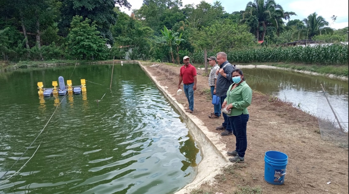 Criadores de tilapia de Petén logran producir más de un millón de libras en 2023