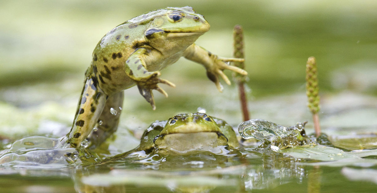 Color de sapos y ranas les ayuda a combatir cambios ambientales y patógenos
