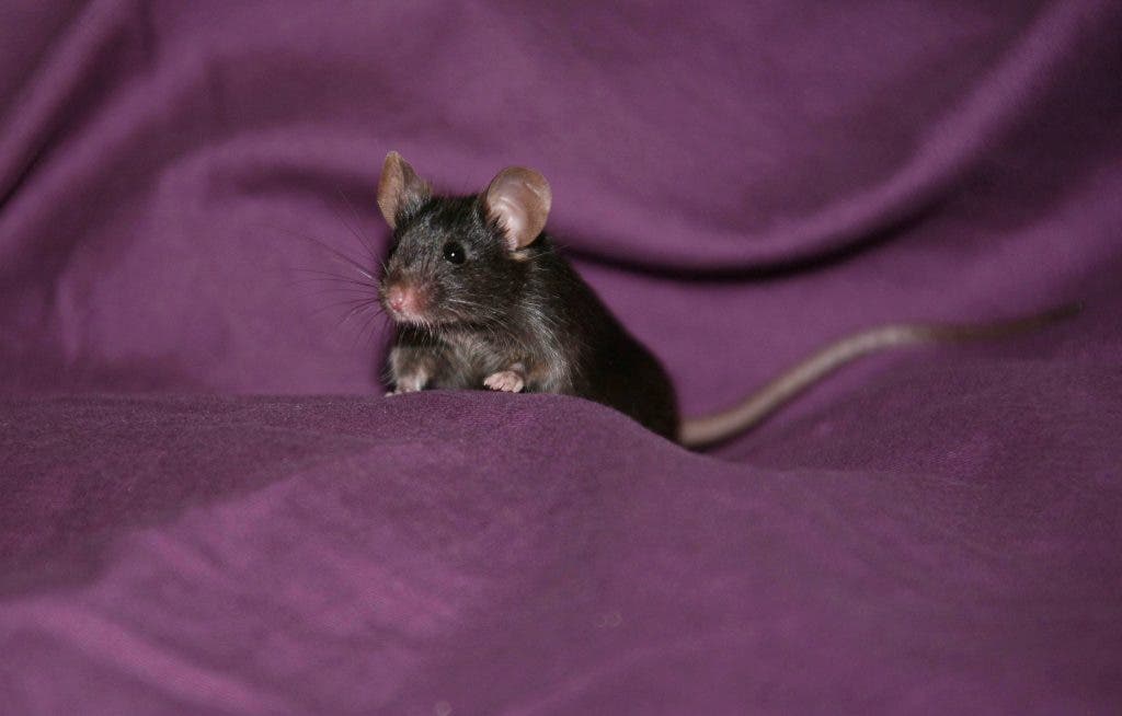 Algunos ratones son capaces de identificar manchas en su pelaje al verse a un espejo. / Foto: EFE.