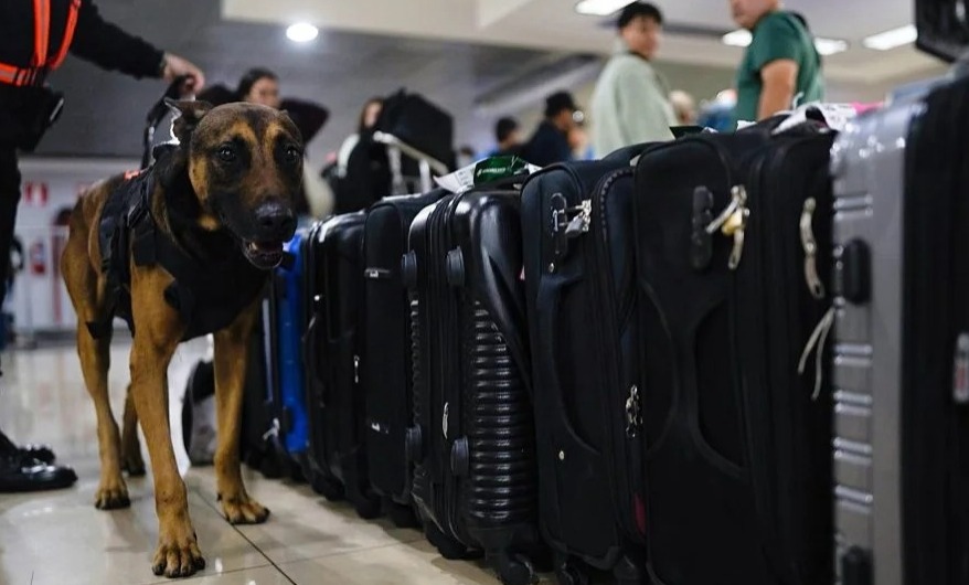 Refuerzos caninos garantizan la seguridad en el aeropuerto durante festividades