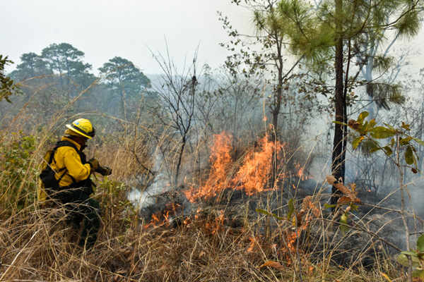 Lanzan campaña para prevenir plagas e incendios forestales 2023