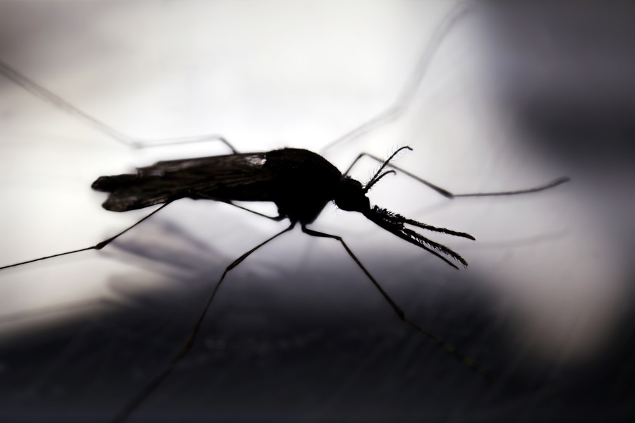 Los mosquitos macho también chupaban sangre hace 130 millones de años, según un estudio