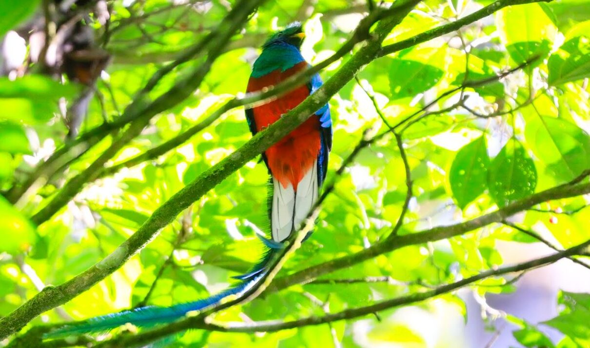 Invitan conocer el Refugio del Quetzal en San Marcos