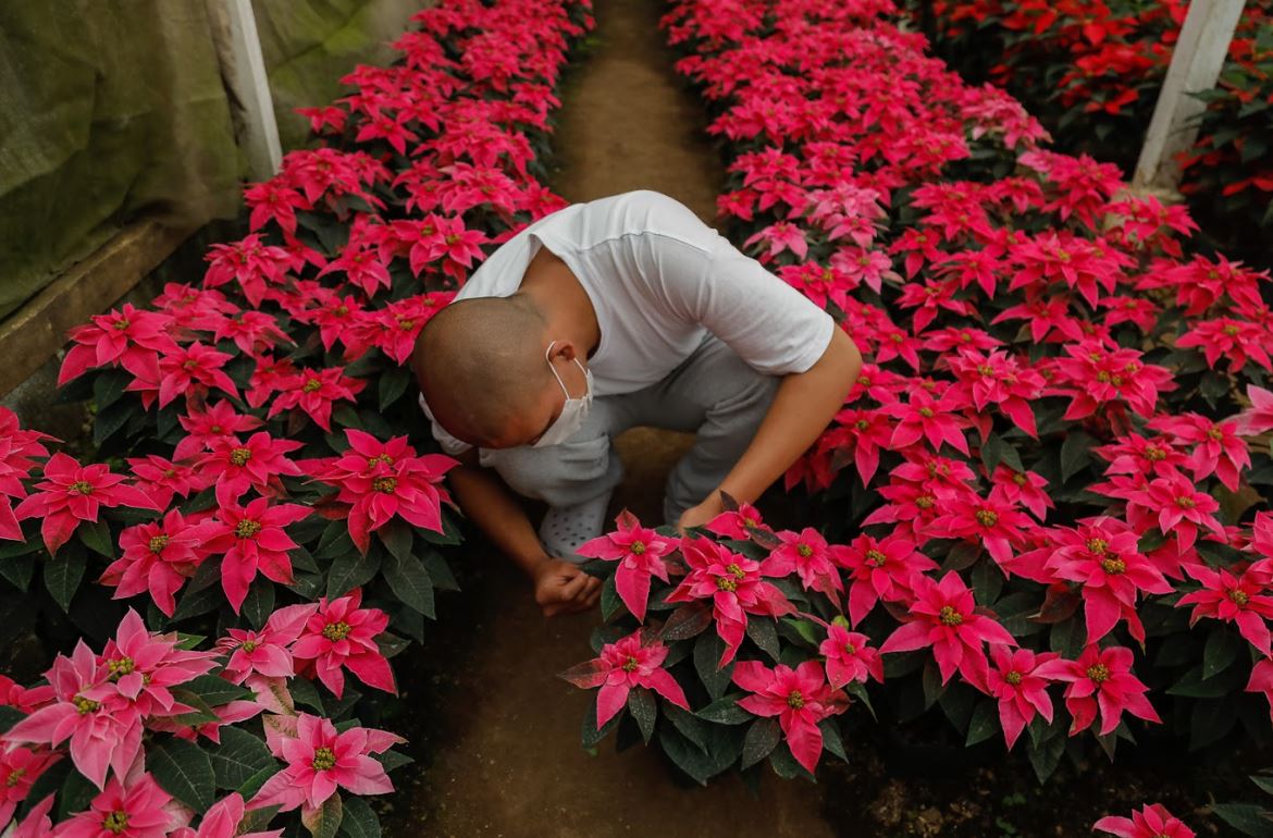 En 2023, continúa el emprendimiento del cultivo de pascuas.// Foto: SBS.