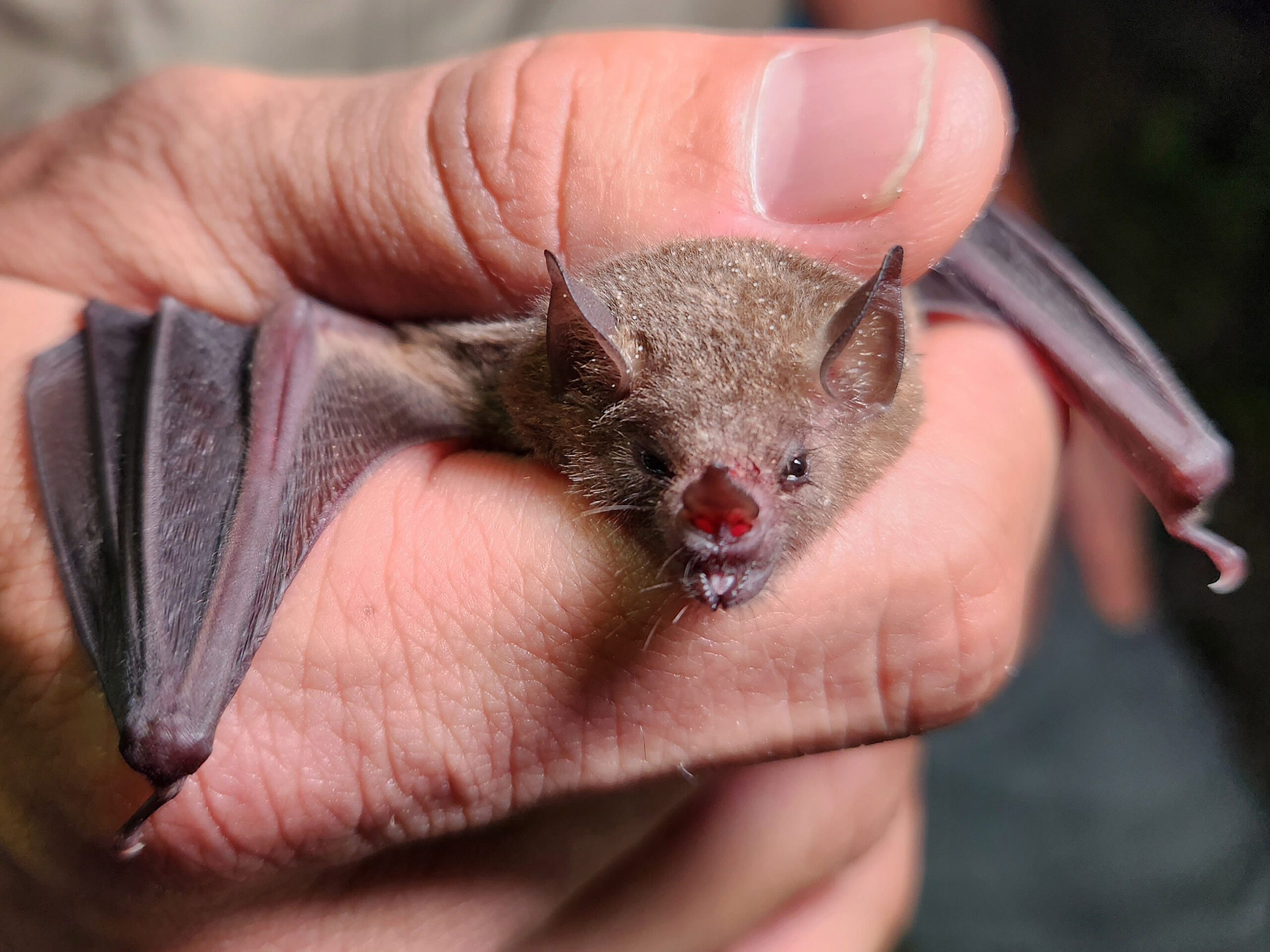 Los murciélagos contribuyen a la conservación de la biodiversidad