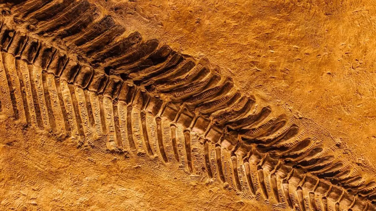 Hallan en China los fósiles multicelulares más antiguos, de 1,635 millones de años