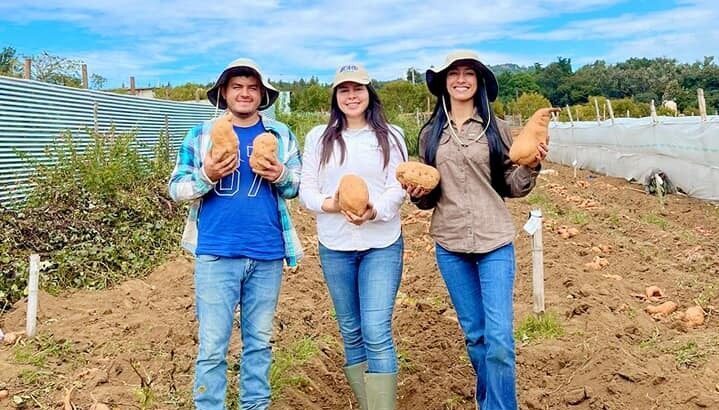Jóvenes impulsan la cosecha de camote biofortificado en Chimaltenango