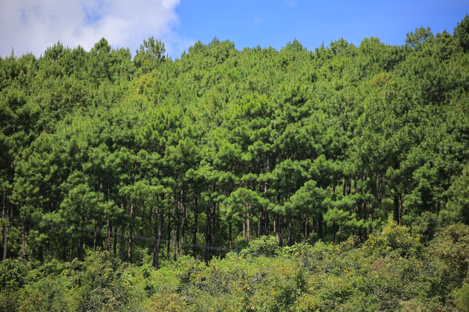 Avances significativos en conservación ambiental en el 2023