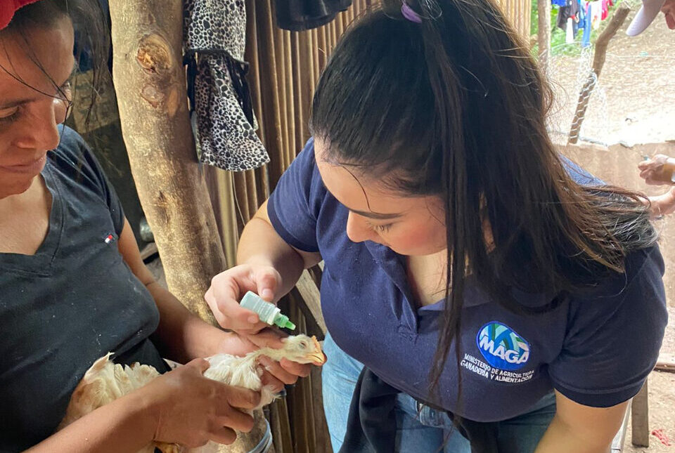 Jornadas de vacunación de aves y charlas educativas llegan a Jocotán, Chiquimula