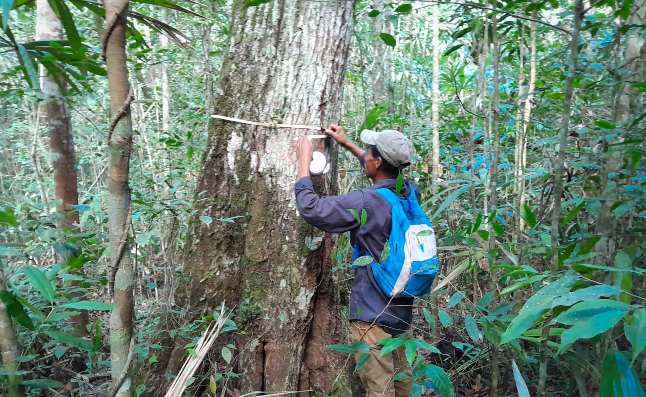 La colaboración entre los regentes forestales del MAGA y los productores en Petén marca un paso significativo hacia un futuro más sostenible. / Foto: MAGA.