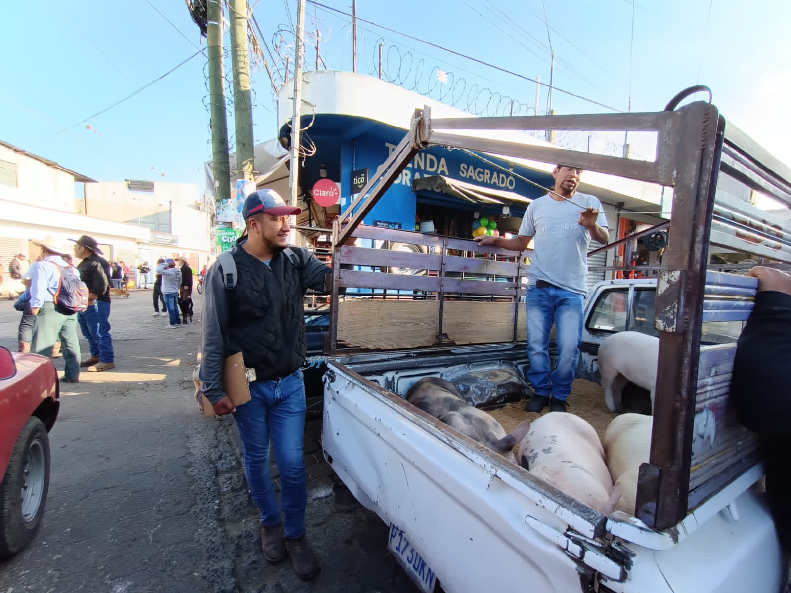 MAGA fortalece la vigilancia sanitaria en el comercio porcino