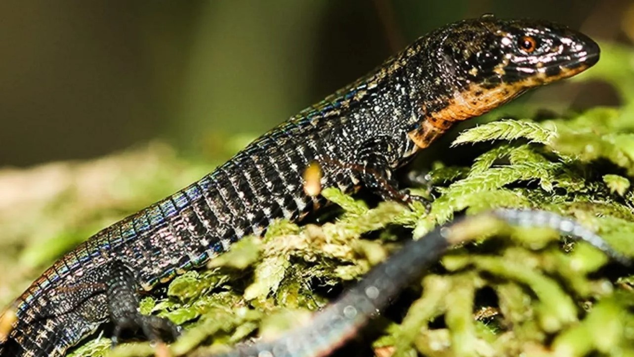 Científicos descubren en la Amazonía peruana dos nuevas especies de lagartijas
