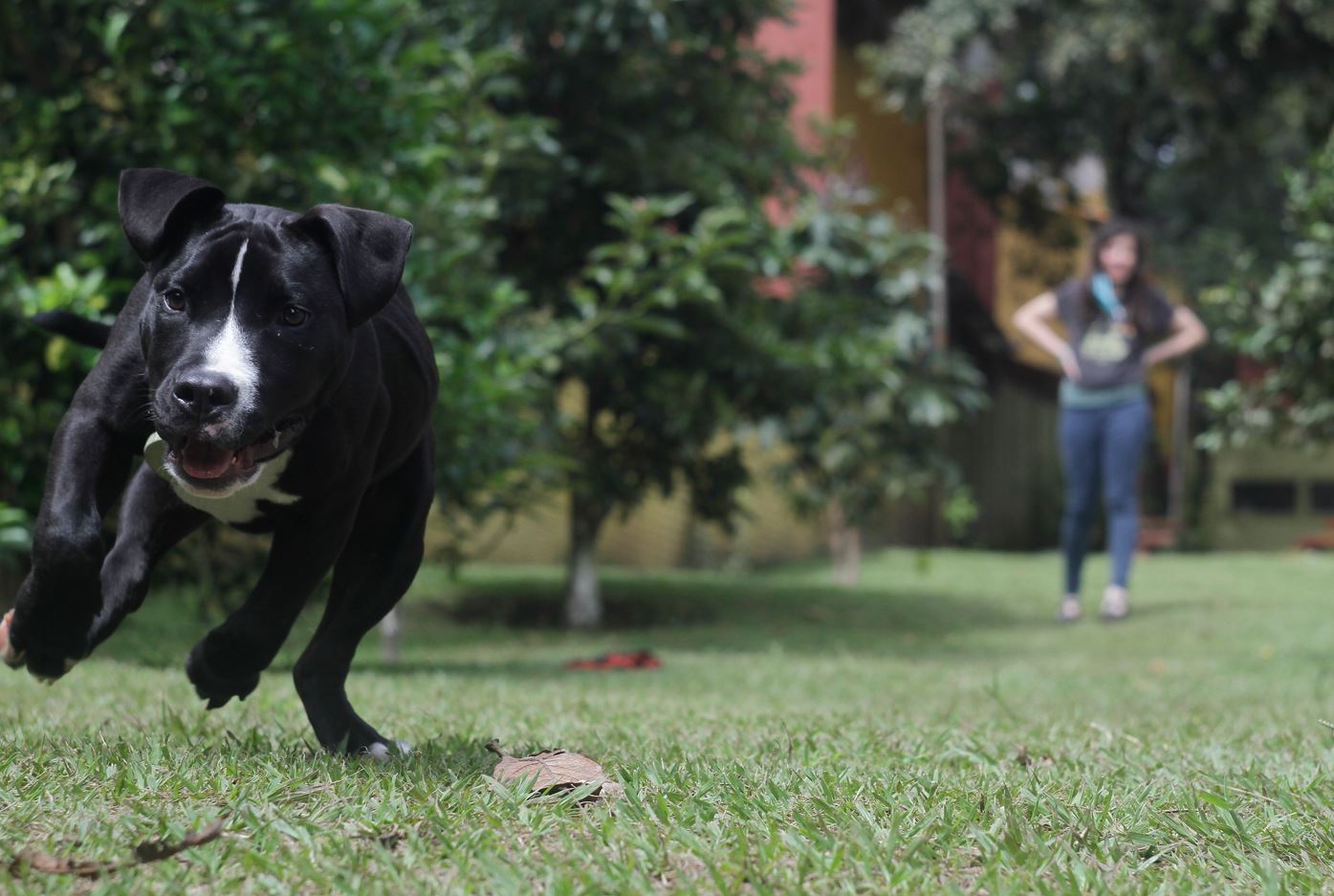 Mascota 3