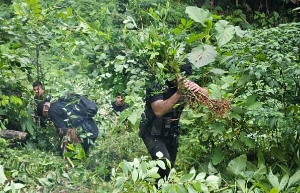 Desmantelan plantación de coca en Izabal