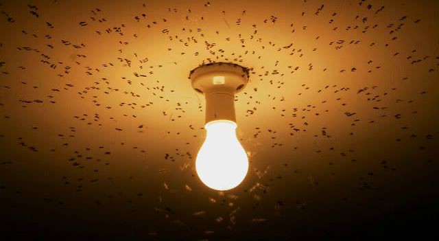 La luz artificial merma la orientación de los insectos
