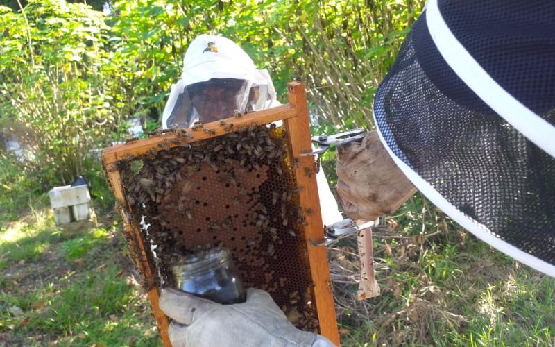 Guatemala busca incrementar la producción y exportación de miel