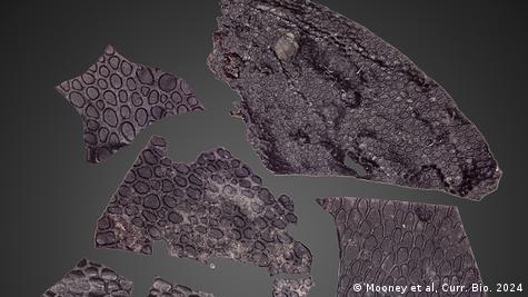 La piel es más antigua a otros fragmentos descritos anteriormente. / Foto: Mooney et al, Curr. Bio. 2024.
