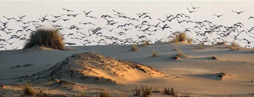 Estudio: Las aves modernas evolucionaron antes de la extinción de los dinosaurios