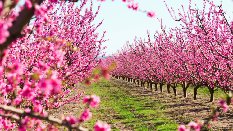 Famosos cerezos de Washington florecerán al máximo entre el 23 y el 26 de marzo