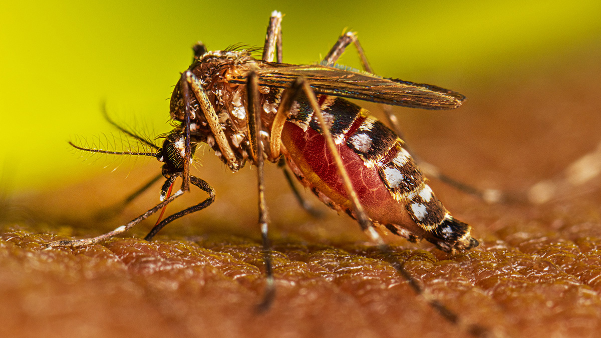 Brasil supera un millón de casos de dengue en lo que va del año