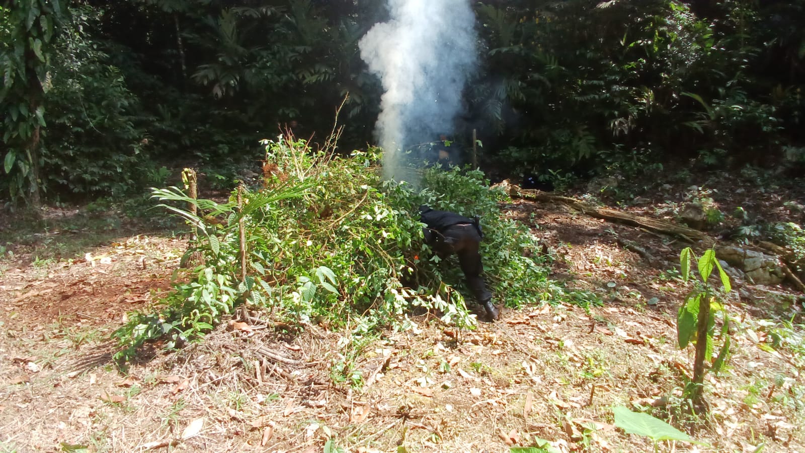 Erradican más de 18 mil arbustos de coca en Livingston, Izabal