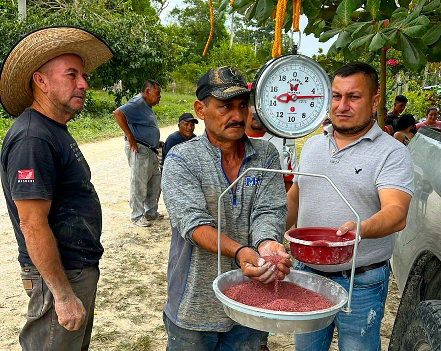 MAGA capacita en Petén sobre nutrición de ganado bovino