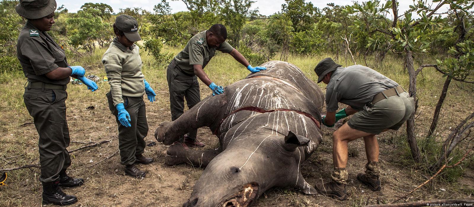 Número de rinocerontes muertos por caza furtiva aumentó en Sudáfrica en 2023, con 499