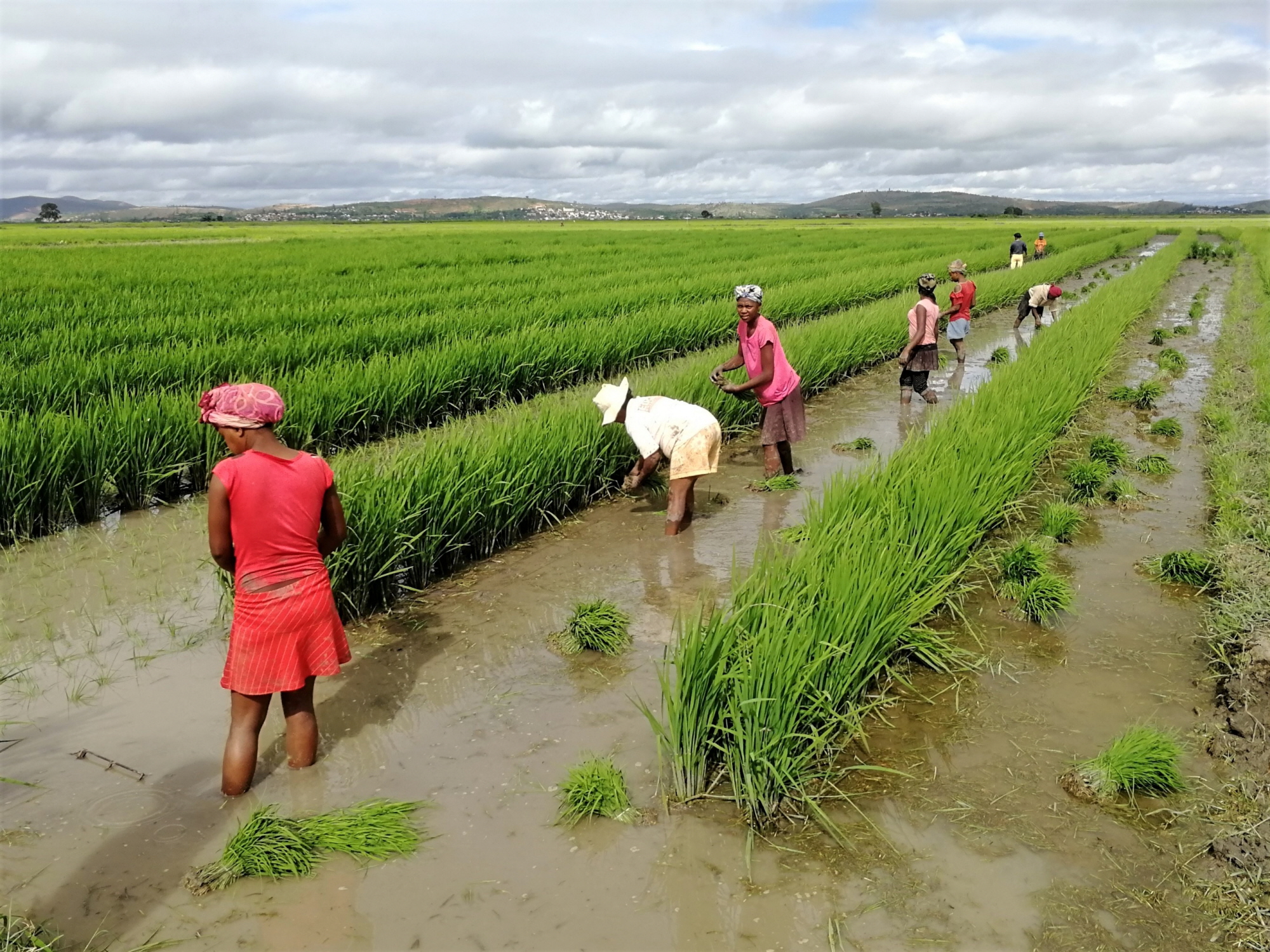 Foro de la FAO aborda en Bruselas la seguridad alimentaria en Latinoamérica y Caribe