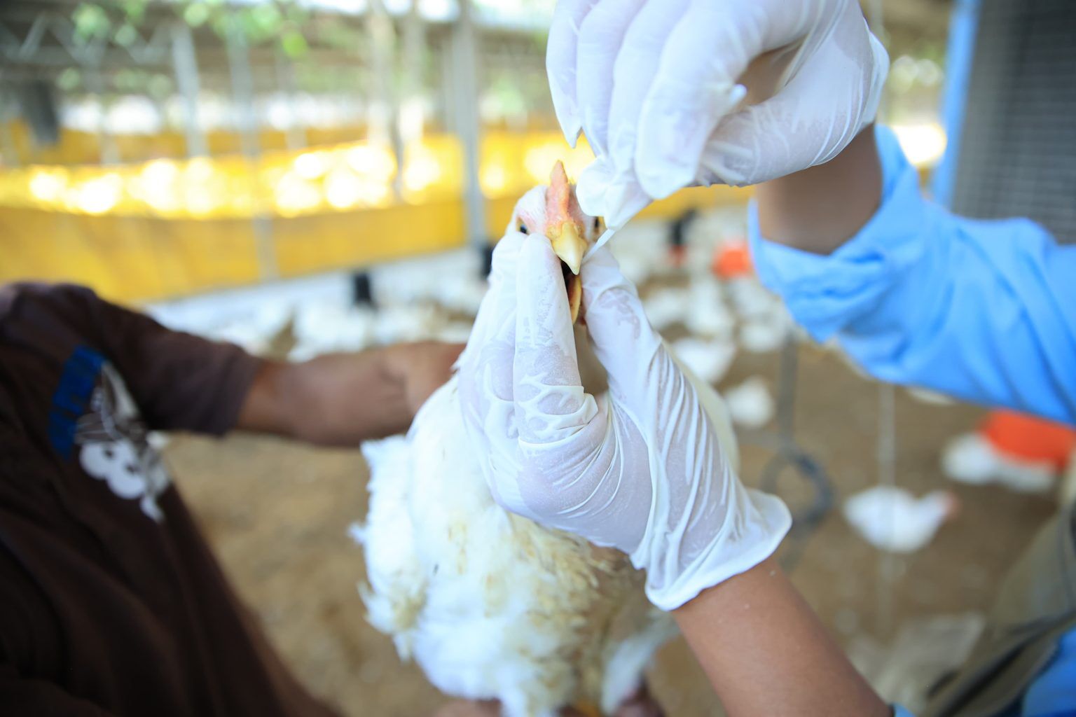 Se recolectaron 30 muestras por unidad productiva, abarcando un total de 16 mil 000 aves, con el objetivo de identificar posibles riesgos y prevenir la propagación de enfermedades aviares./ Foto: MAGA.