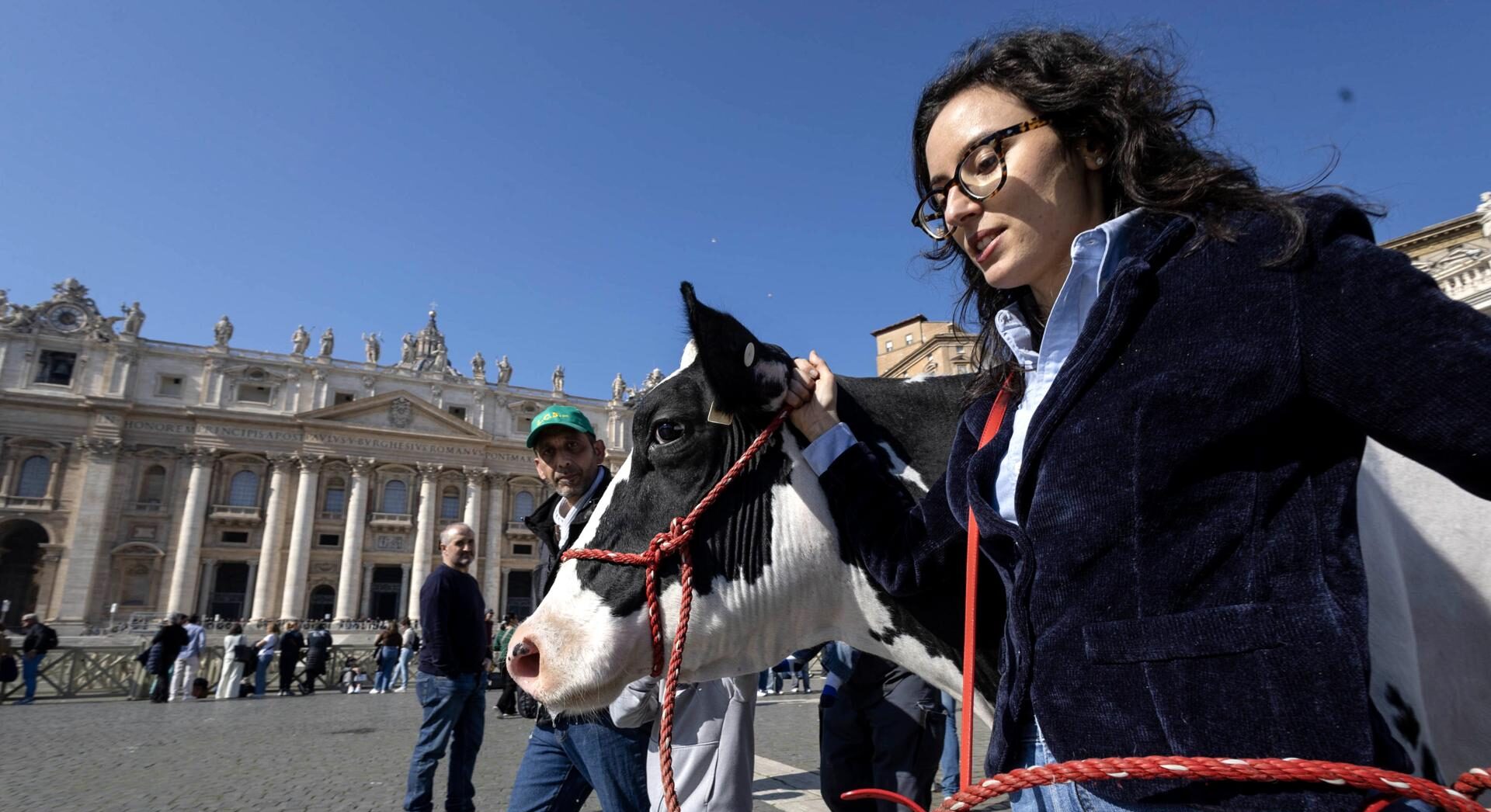 La vaca Ercolina llevada al Vaticano. / Foto: EFE.