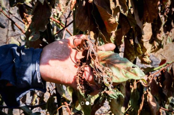 Incendio amenaza la sustentabilidad agrícola en las faldas del volcán de Agua