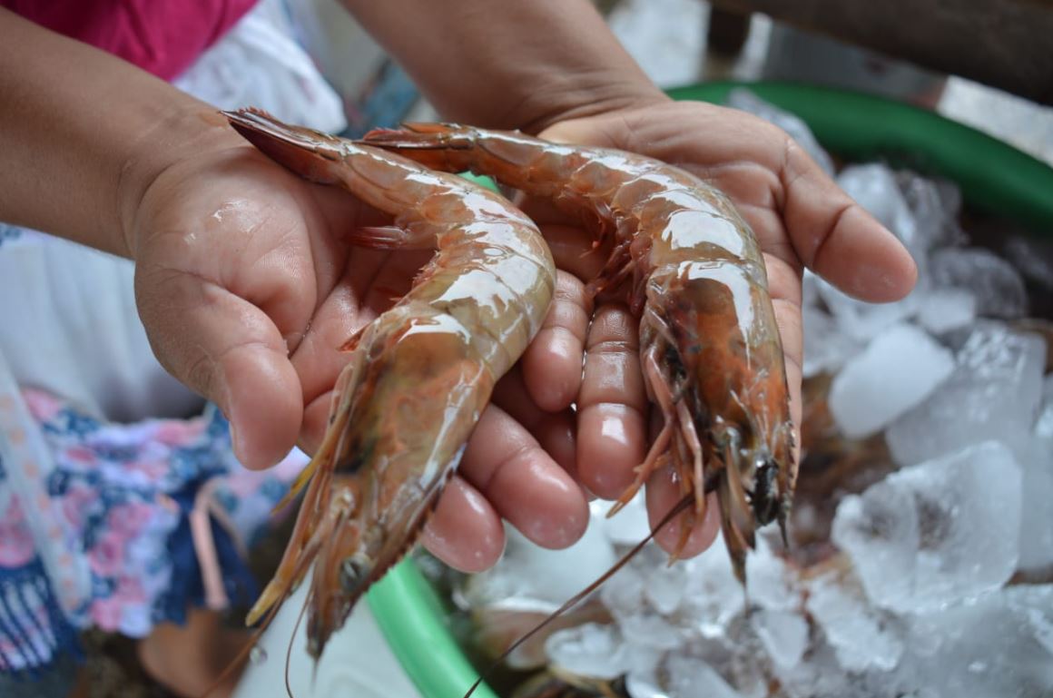 Conoce los beneficios de las vedas de pesca en Guatemala