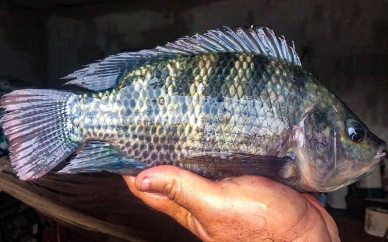 MAGA y acuicultores buscan incrementar la producción y calidad de la tilapia