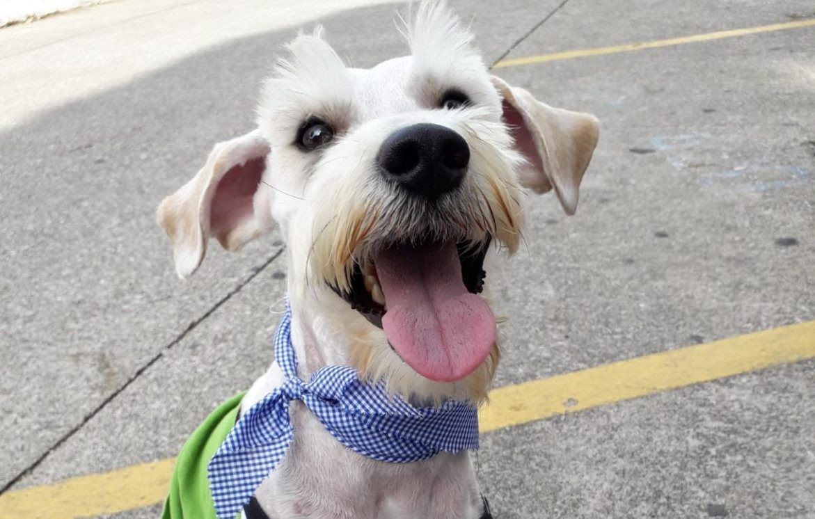 Bienestar animal en carretera: cómo cuidar a su mascota en viajes largos