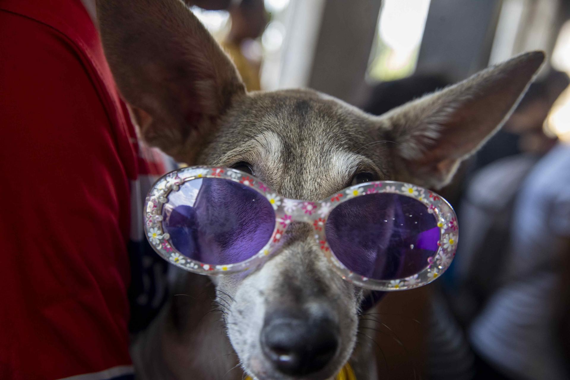 Los perros son capaces de reconocer los nombres de objetos que conocen.