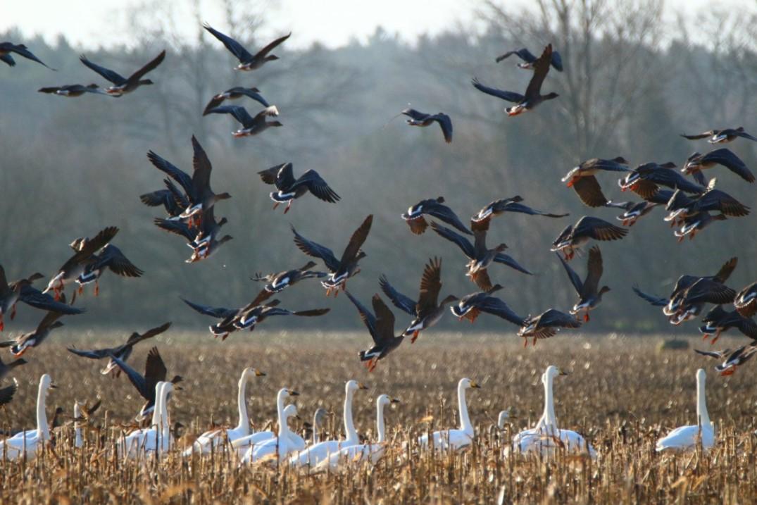 Los animales que migran perfeccionan su comportamiento con la experiencia